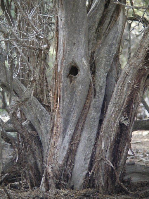 the tree of the whole